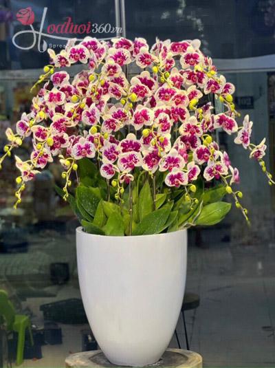 Mutant phalaenopsis pot - Together for life
