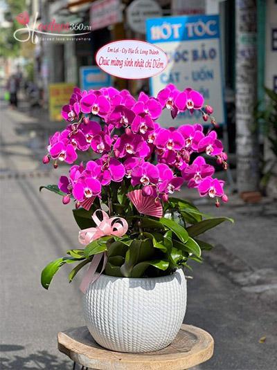 Purple phalaenopsis orchid pot - Having a lifetime together