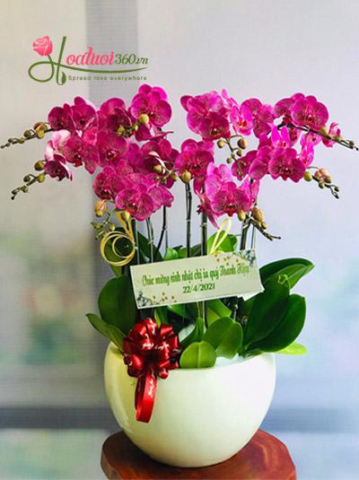 Mutant purple phalaenopsis pot - Moments of love