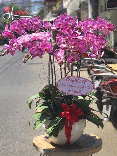 Mutant purple phalaenopsis orchid pot - Ambition