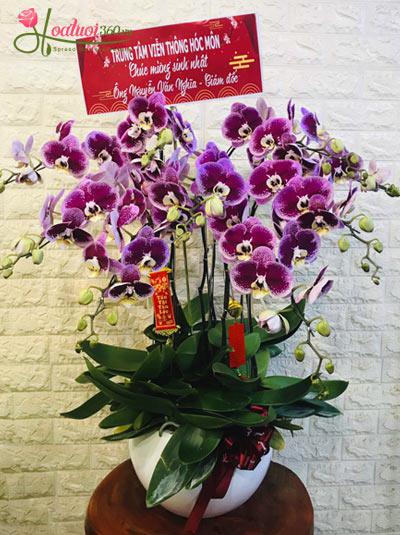 Mutant purple phalaenopsis orchid - Rejoice