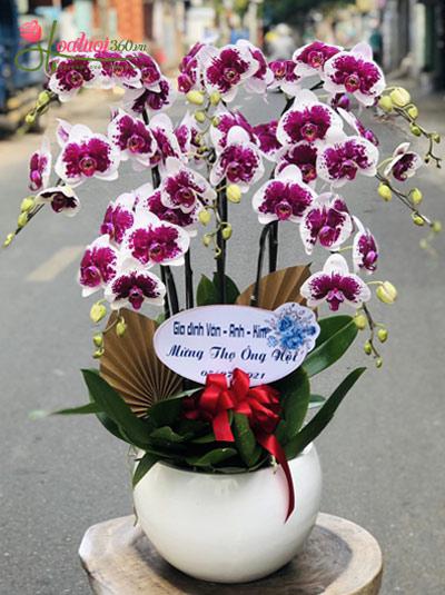 Mutant purple phalaenopsis orchid pot - Spring breeze scent