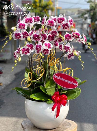 Mutant purple phalaenopsis orchid - Unfading first love