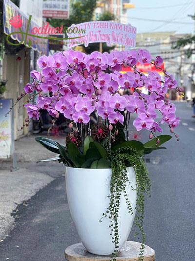 Pink phalaenopsis orchid pot - Expensive moments