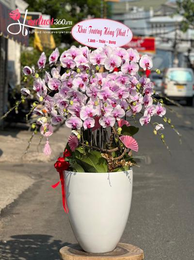 Purple phalaenopsis orchid pot - A smooth start