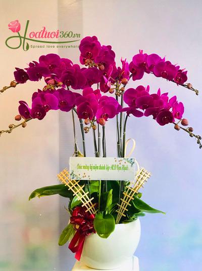 Purple phalaenopsis orchid pot - Romance