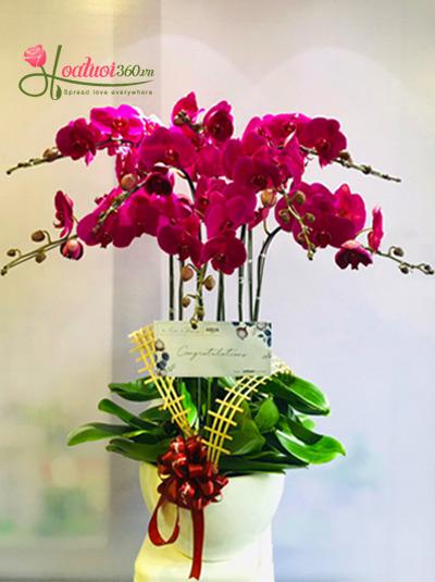 Purple phalaenopsis orchid pot for the boss - Purple sunset