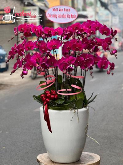 Purple phalaenopsis orchid pot - Dance of flowers