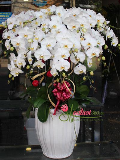 White phalaenopsis orchid pot - Good health