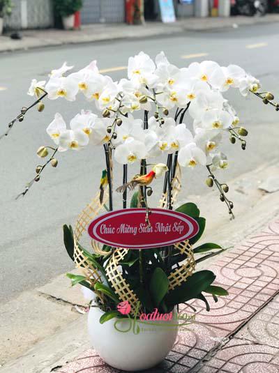 White phalaenopsis orchid pot - Thrive