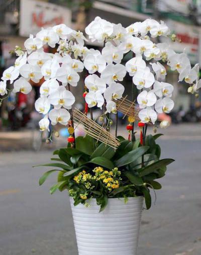 White phalaenopsis orchid pot - Class