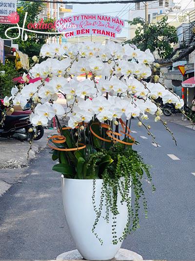 White phalaenopsis pot - The best