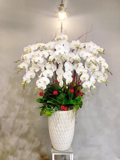 White phalaenopsis orchid - The pinnacle of luxury