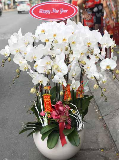 White phalaenopsis orchid - Welcoming spring