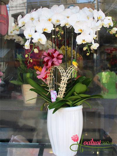 White phalaenopsis orchid pot - Welcoming spring