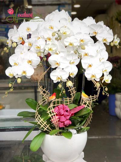 White phalaenopsis orchid pot - Simple happiness