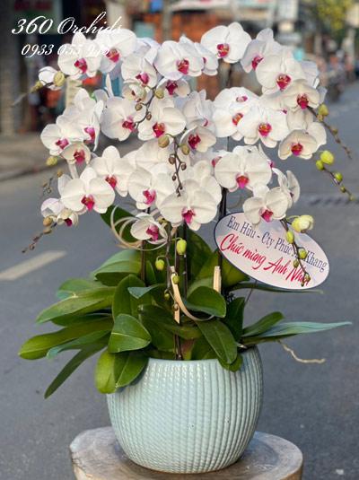 White phalaenopsis orchid pot - Brilliant aspiration