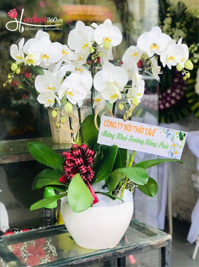 White phalaenopsis orchid pot - Fresh