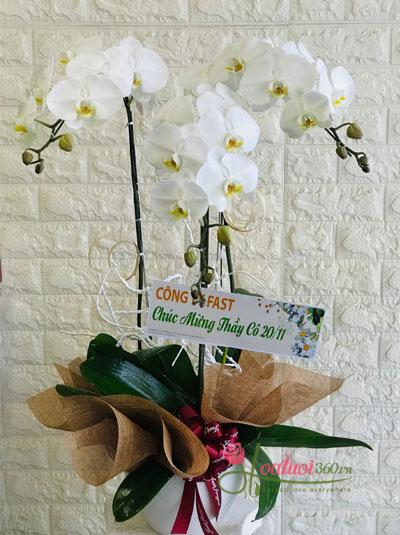 White phalaenopsis pot - A gift of love