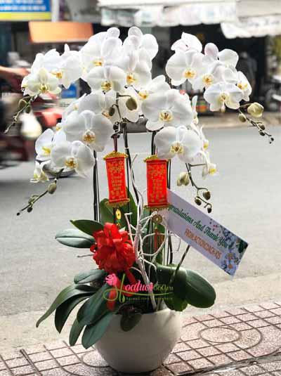 White phalaenopsis orchid - Spring day joy