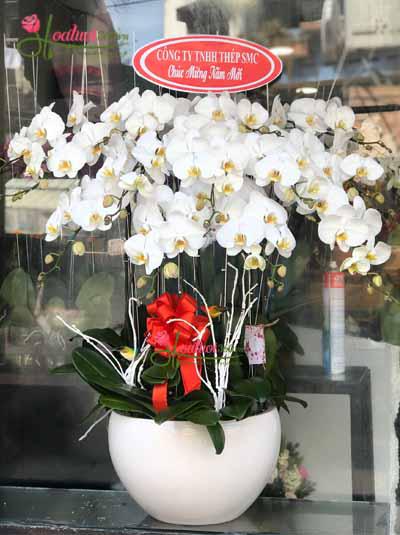 White phalaenopsis orchid - Bringing fortune into the house