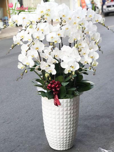Luxurious white phalaenopsis orchid pot