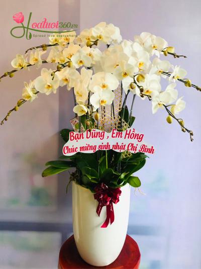 White phalaenopsis orchid pot - Good things