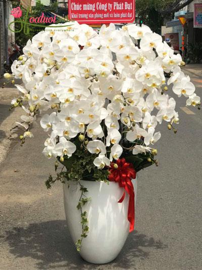 White phalaenopsis orchid - Giving partners