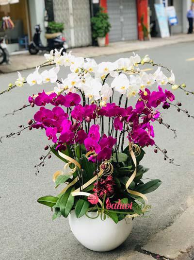 Phalaenopsis orchid pot - Simple