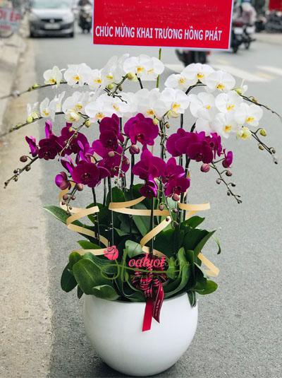 Phalaenopsis orchid pot - Luxury