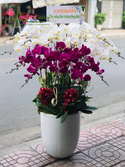 Phalaenopsis orchid pot - Heartfelt