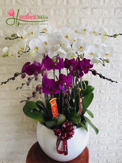 Purple and white phalaenopsis orchid pot - Graceful youth