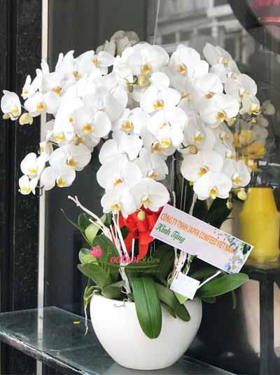 White phalaenopsis orchid pot - All things