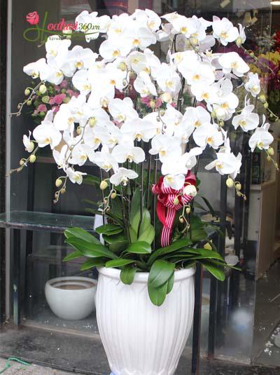 White phalaenopsis orchid pot - Honors