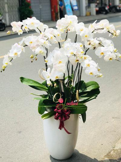 White phalaenopsis orchid pot - Grown