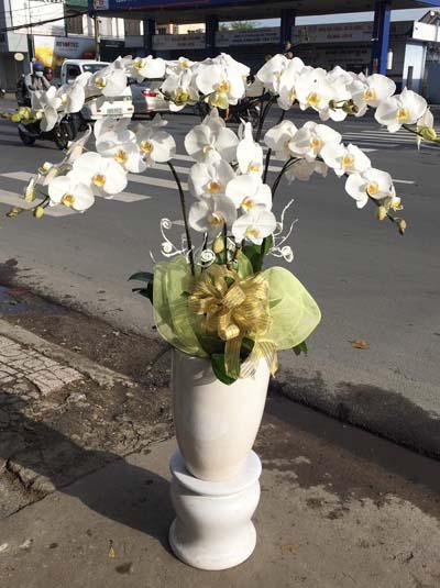 White phalaenopsis orchid pot - Reaching