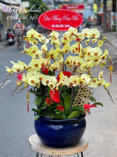 Yellow phalaenopsis orchid pot - Flourishing