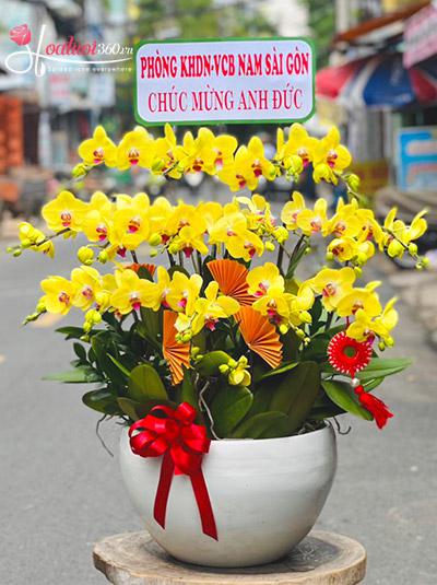 Yellow phalaenopsis orchid pot - Sunshine