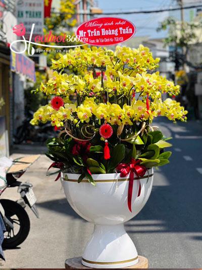Yellow phalaenopsis orchid pot - Spotlight