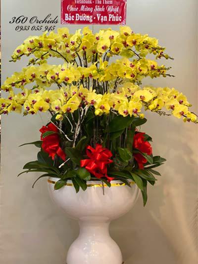 Yellow phalaenopsis orchid pot - Resounding fame