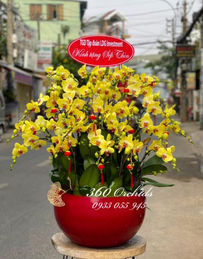 Yellow phalaenopsis orchid pot - Great victory