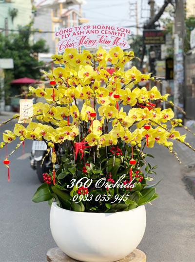 Yellow phalaenopsis orchid pot - Glean