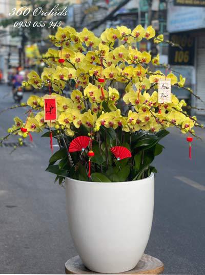 Yellow phalaenopsis orchid pot - Vivid