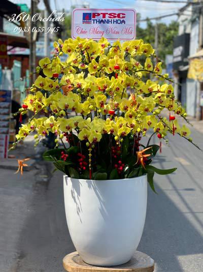 Yellow phalaenopsis orchid pot - Big family