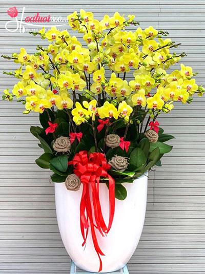 Yellow phalaenopsis orchid pot - Have a good day