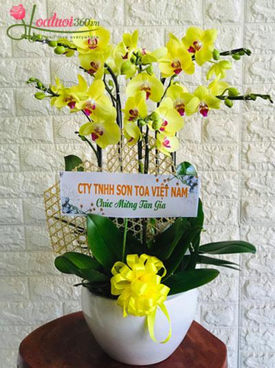 Yellow phalaenopsis orchid pot - Lovely