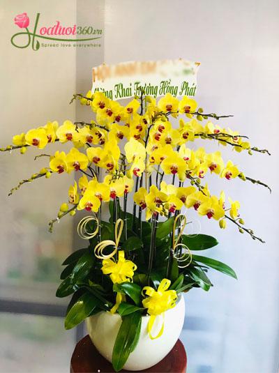 Yellow phalaenopsis orchid pot - Opening celebration