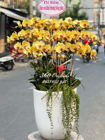 Yellow phalaenopsis orchid pot - Glitter