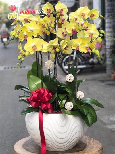 Yellow phalaenopsis orchid pot - Be mine