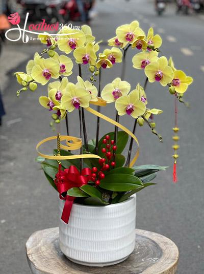 Yellow phalaenopsis orchid pot - Passionate
